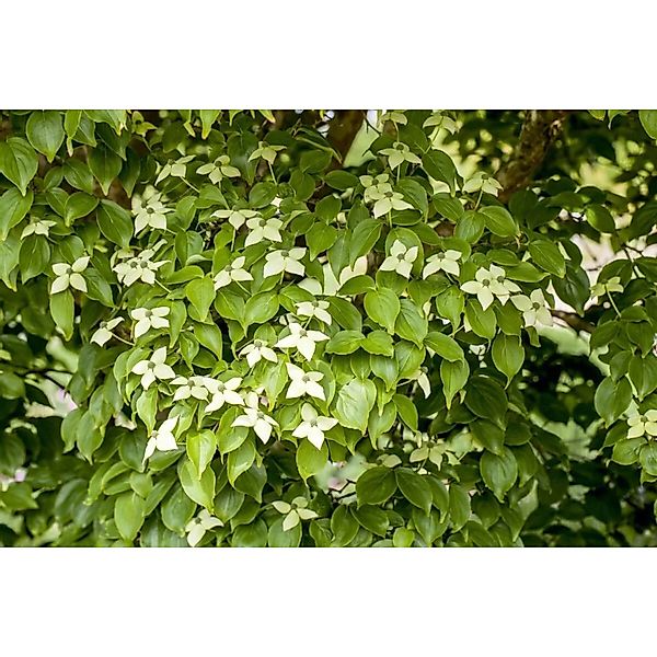 Cornus Kousa Chinensis Kreuzdame Chinesischer Blumen-Hartriegel 80–100 cm günstig online kaufen