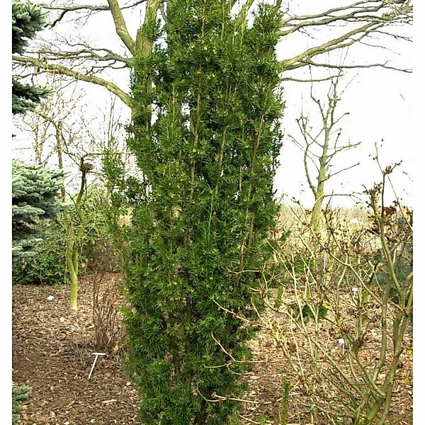 Gelbbunte Eibe Stefanie 60-70cm - Taxus media günstig online kaufen