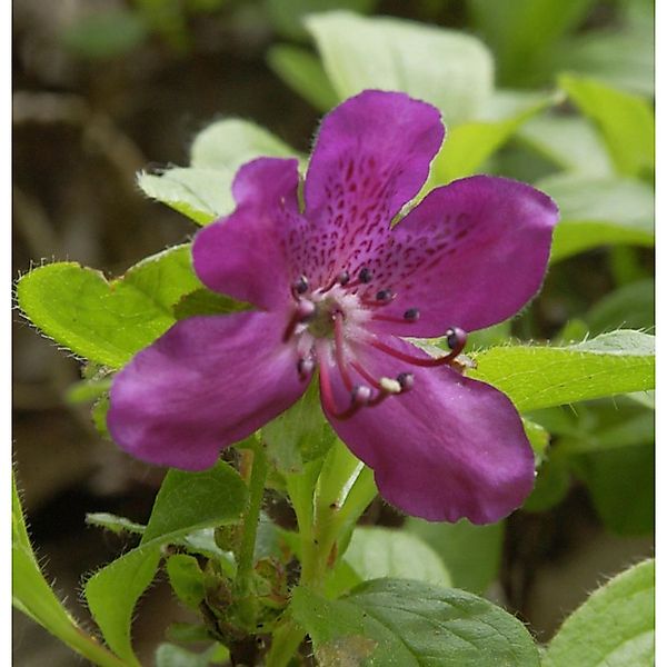 Zwerg Rhododendron camtschaticum 15-20cm - Rhododendron camtschaticum günstig online kaufen