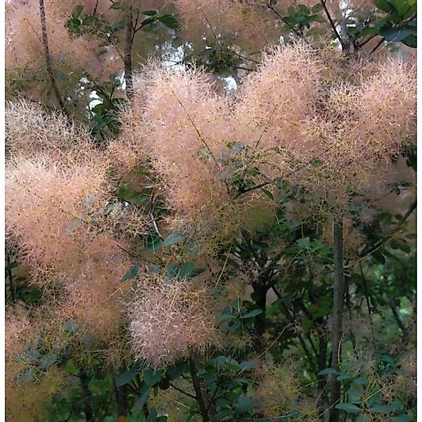 Perückenstrauch Magical Torch 25-30cm - Cotinus coggygria günstig online kaufen