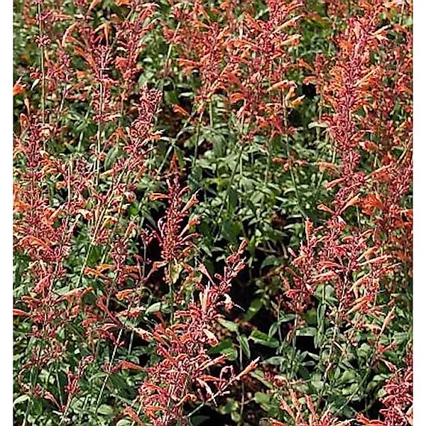 Mexikonessel Firebird - Agastache barberi günstig online kaufen