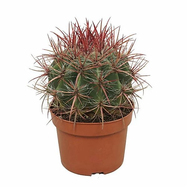 Exotenherz Roter Teufelszungen Kaktus Ferocactus Stainesii Pflegeleichte Zi günstig online kaufen