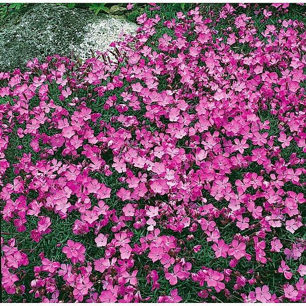 Dianthus Gratianop. La Bourboule Pfingstnelke Ca. 9x9 cm Topf günstig online kaufen