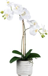 Kunstorchidee Orchidee Phalaenopsis Orchidee, Creativ green, günstig online kaufen