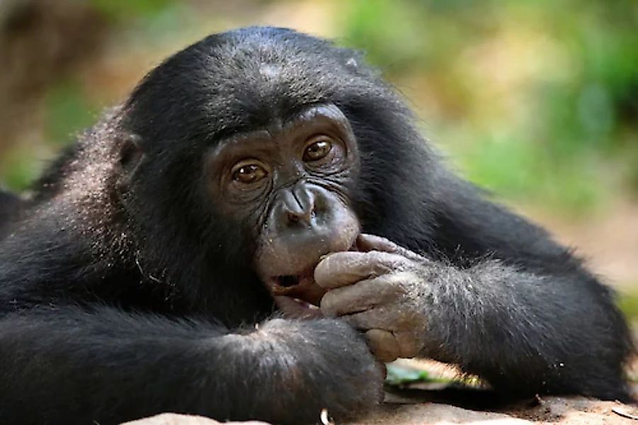 Papermoon Fototapete »Bonobo-Porträt« günstig online kaufen