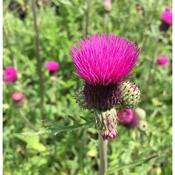 Bach Kratzdistel - Cirsium rivulare günstig online kaufen