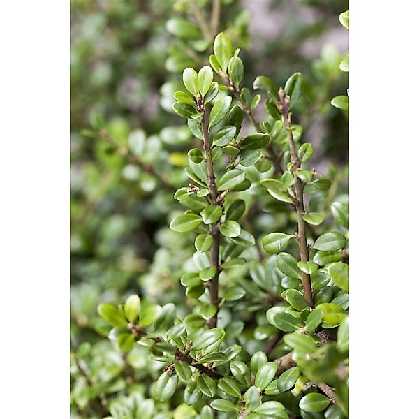 Ilex crenata 'Fructu Luteo' 20-25 cm günstig online kaufen
