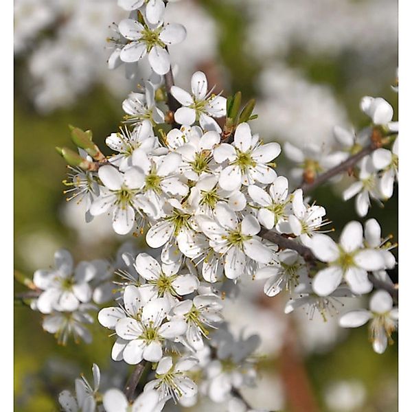 Schwarzdorn 80-100cm - Prunus spinosa günstig online kaufen