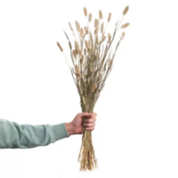 FLOWER MARKET 2x Trockenblumen Lagurusgras Länge 70cm günstig online kaufen