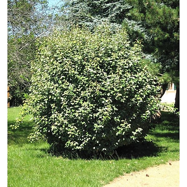 Wintergrüne Ölweide Compacta 60-80cm - Elaeagnus ebbingei günstig online kaufen