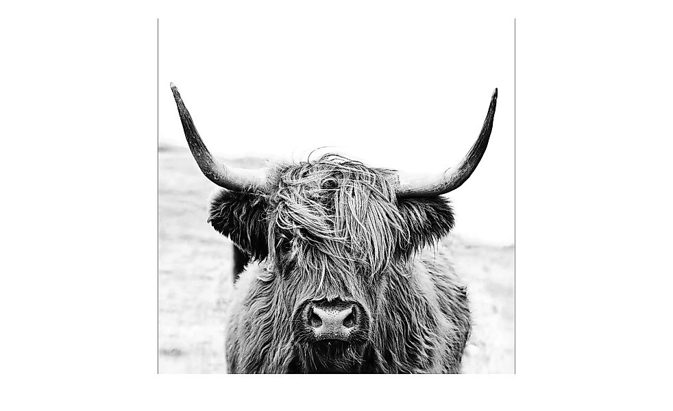 Glasbild 30x30 cm  Scott.Highland Cattle ll - 30 cm - 30 cm - Sconto günstig online kaufen