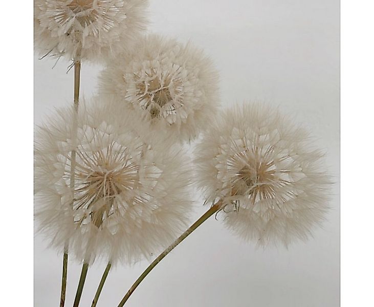 Trockenblume Pusteblume stabilisiert echt nachhaltig langlebig, LYKKE & You günstig online kaufen