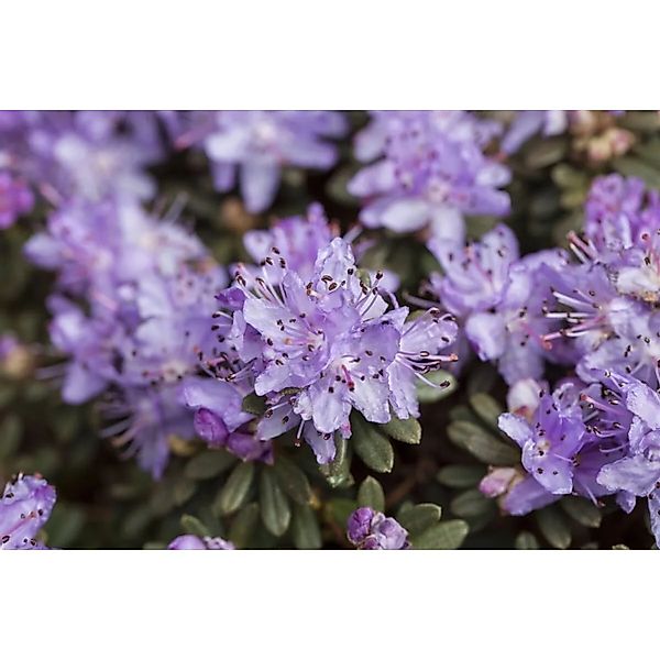 Rhododendron Impeditum Blue Tit Magor Blau 40–50 cm günstig online kaufen