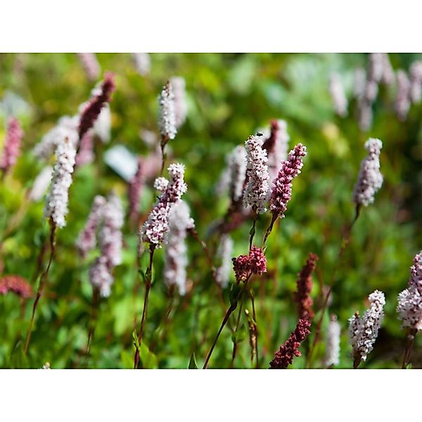 Bistorta Affinis Superba Teppichknöterich Rosa Blüten Ca. 9x9 cm Topf günstig online kaufen