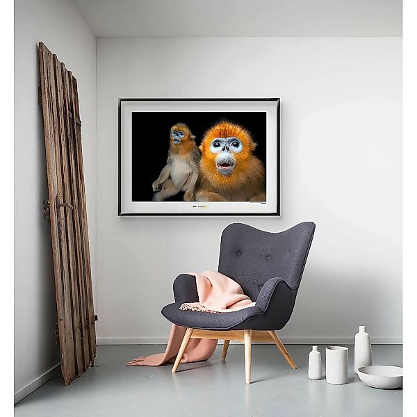 KOMAR Wandbild - Golden Snub-nosed Monkey - Größe: 70 x 50 cm mehrfarbig Gr günstig online kaufen