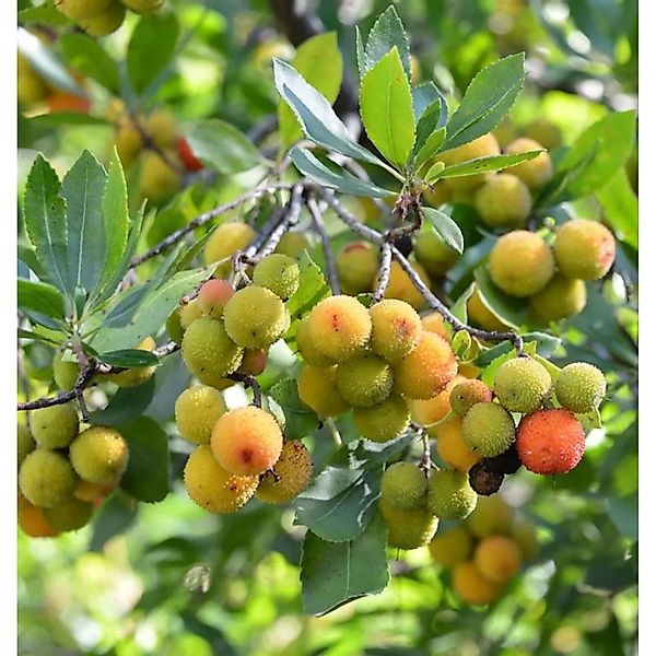 Erdbeerbaum Roselily 80-100cm - Arbutus unedo günstig online kaufen