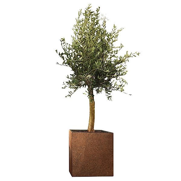 Olivenbaum Florida Set Corstenstahl-Kübel Topf-Ø ca. 60 cm x 60 cm x 60 cm günstig online kaufen