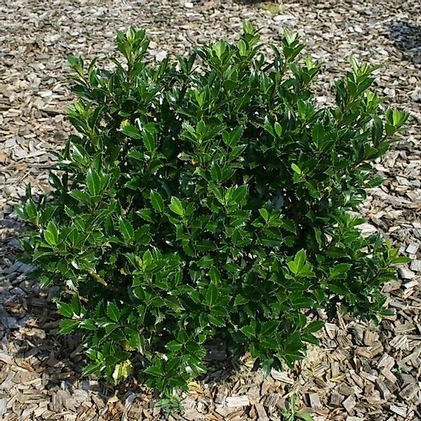 Stechpalme Ilex Heckenpracht 40-60cm - Ilex meserveae günstig online kaufen