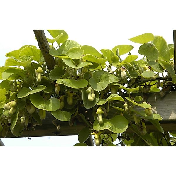 Aristolochia Macrophylla Pfeifenwinde Großblättrig 150–200 cm günstig online kaufen