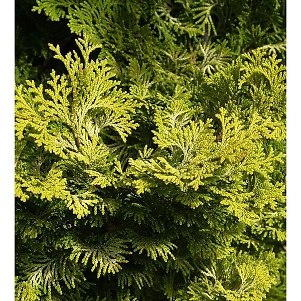 Gelbe Muschelzypresse 15-20cm - Chamaecyparis obtusa günstig online kaufen