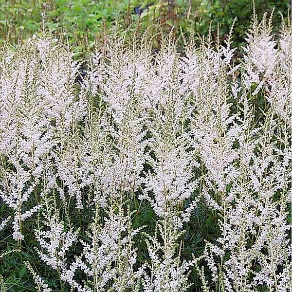 Prachtspiere Snow Sprite - Astilbe simplicifolia günstig online kaufen