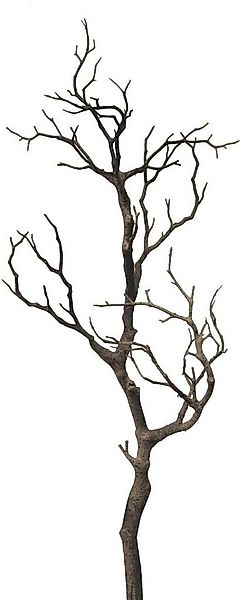 Kunstzweig Dekoast, Creativ green, Höhe 73 cm günstig online kaufen