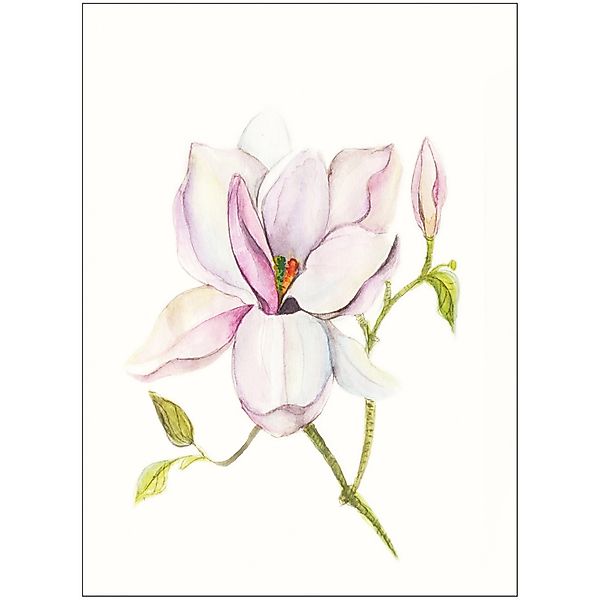 Komar Bild »Magnolia Shine« Blumen 1 Stk. tlg. Wandbild zur Dekoration - oh günstig online kaufen