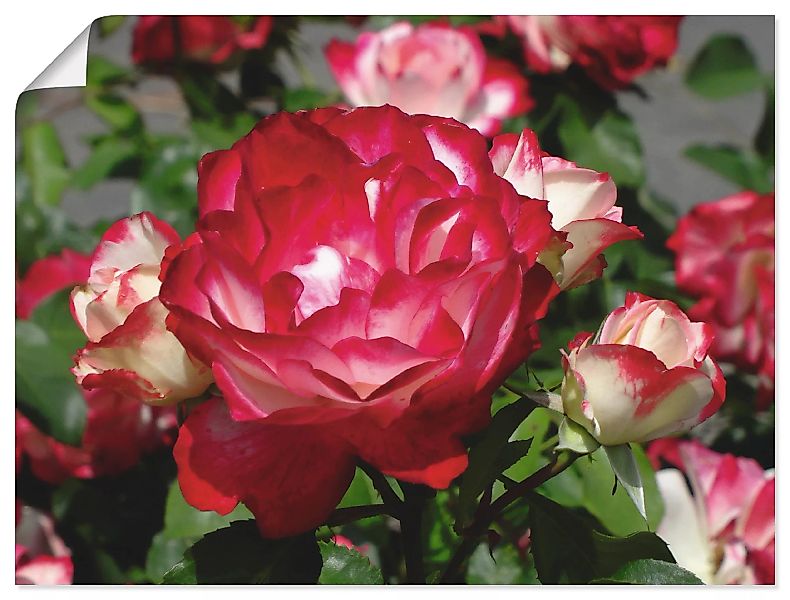 Artland Wandbild "Rot weiße Rosenblüte", Blumen, (1 St.) günstig online kaufen