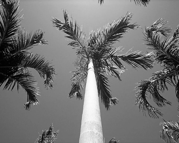 Fototapete "Palmen" 4,00x2,50 m / Strukturvlies Klassik günstig online kaufen
