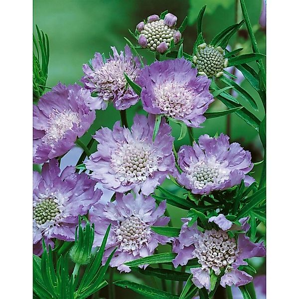 Scabiosa Caucasica Perfecta Kaukasus-Skabiose Ca. 9x9 cm Topf günstig online kaufen