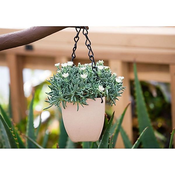 Delosperma Congestum White Nugget Mittagsblume Weiß Ca. 9x9 cm Topf günstig online kaufen