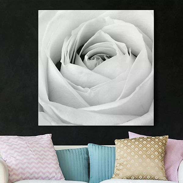 Leinwandbild Blumen - Quadrat Close Up Rose günstig online kaufen