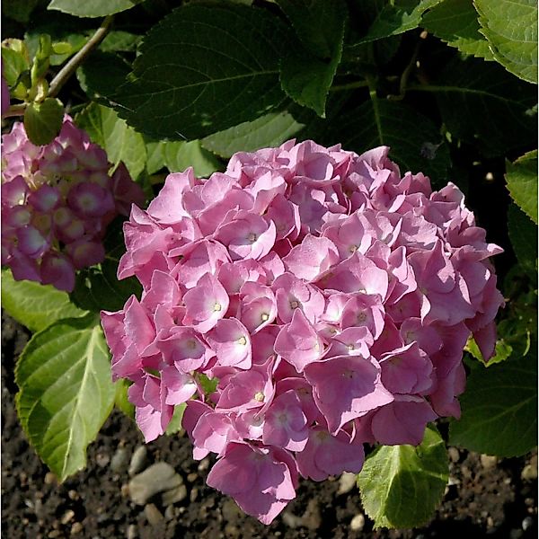 Bauernhortensie Schöne Bautznerin 30-40cm - Hydrangea macrophylla günstig online kaufen