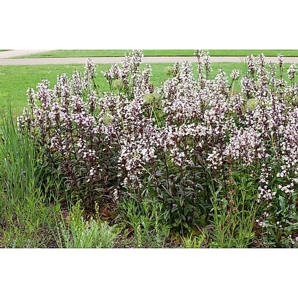 Penstemon Digitalis Huskers Red Bartfaden Ca. 11x11 cm Topf günstig online kaufen
