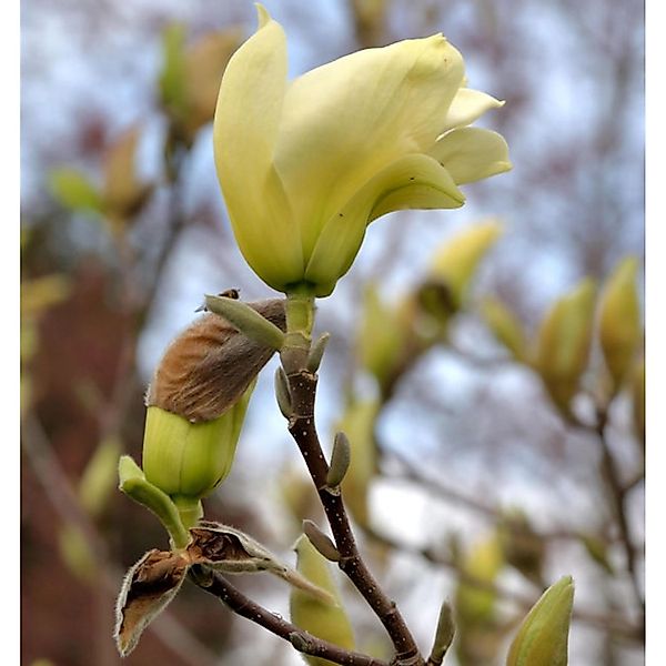 Magnolie Elizabeth 80-100cm - Magnolia brooklynensis günstig online kaufen