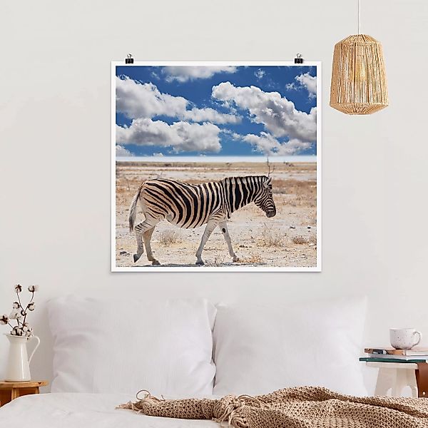 Poster Tiere - Quadrat Zebra in der Savanne günstig online kaufen