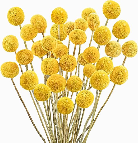 Trockenblume Pampasgras Getrocknete Craspedia Globosa 30 günstig online kaufen