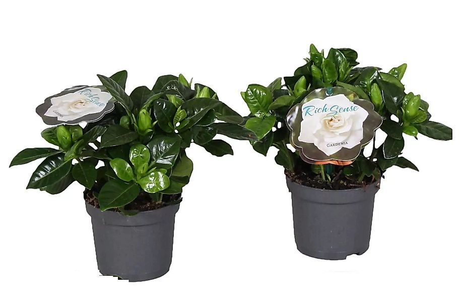 Perfect Plant | 2er Set Gardenia Jasminoides Cape Jasmin günstig online kaufen