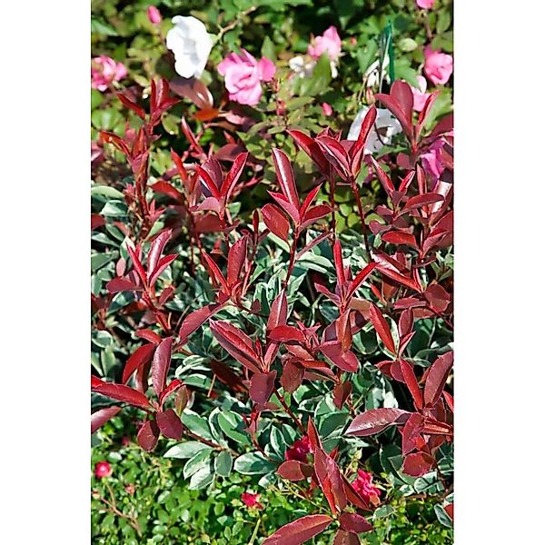 Photinia Fraseri Pink Marble Glanzmispel Buntes Laub 80 cm Stammhöhe günstig online kaufen