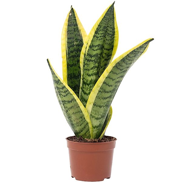 Value Greens Bogenhanf als Raumluftverbesserer  Sansevieria Trifasciata Sup günstig online kaufen