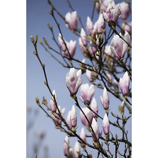 Magnolia Soulangiana Tulpenmagnolie Heaven Scent 80-100 cm günstig online kaufen