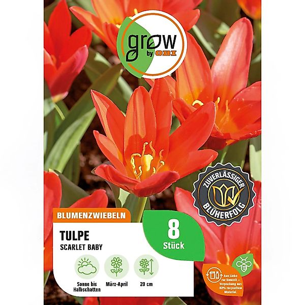 GROW by OBI Tulpe Scarlet Baby Rot 8 Stück Tulipa Scarlet Baby günstig online kaufen