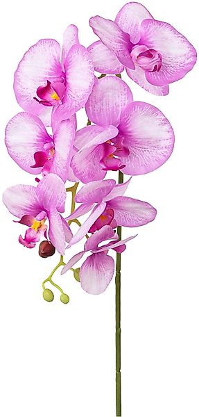 Kunstorchidee Orchidee Phalaenopsis Orchidee, Creativ green, günstig online kaufen