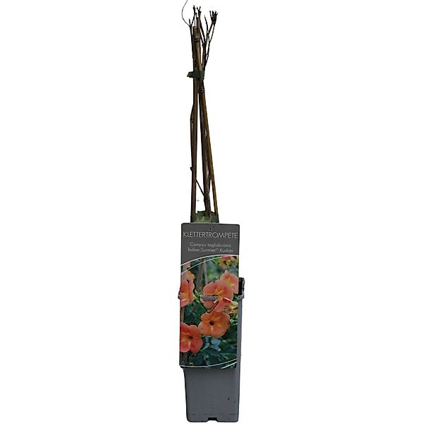 GROW by OBI Klettertrompete Indian Summer Orange H ca. 60-100 cm Topf ca. 2 günstig online kaufen