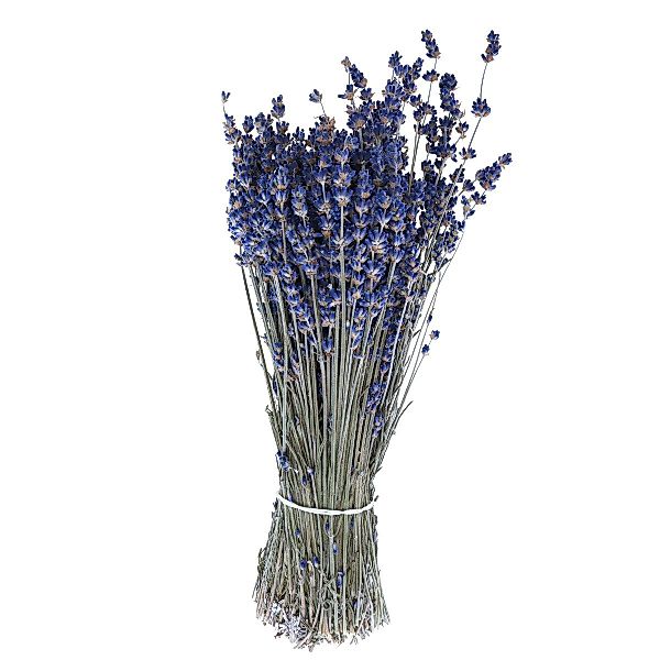 Trockenblume Getrockneter Lavendelstrauß Deko Trockenblume Blau günstig online kaufen