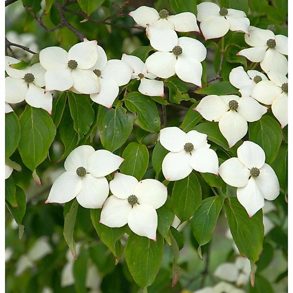 Blumenhartriegel Hyperion 100-125cm - Cornus kousa günstig online kaufen