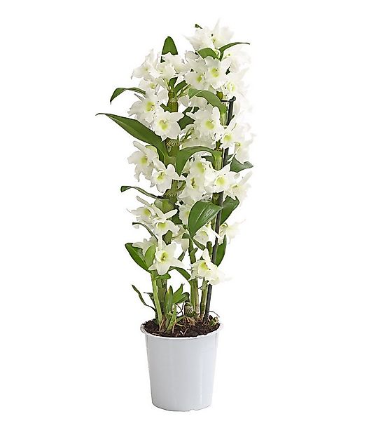 Dehner Zimmerpflanze Traubenorchidee, Dendrobium nobile, ca. 40-50 cm, vers günstig online kaufen