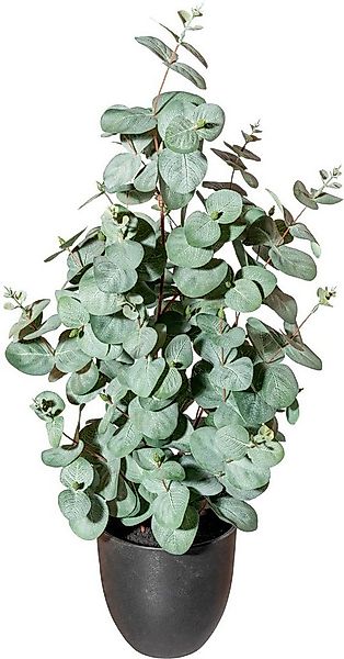 Künstliche Zimmerpflanze Eukalyptus Sukkulente, Creativ green, Höhe 60 cm günstig online kaufen