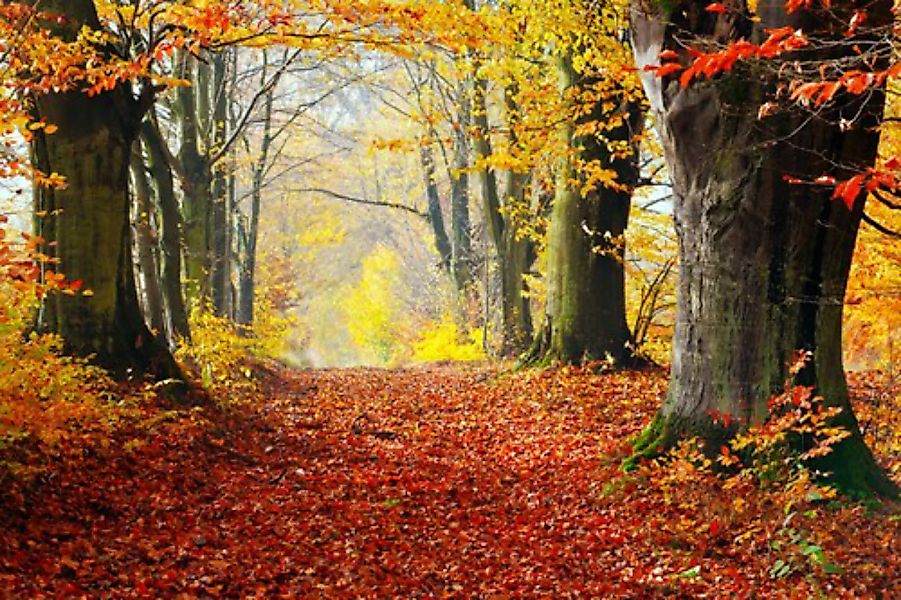 Papermoon Fototapete »Mystischer Herbstpfad« günstig online kaufen