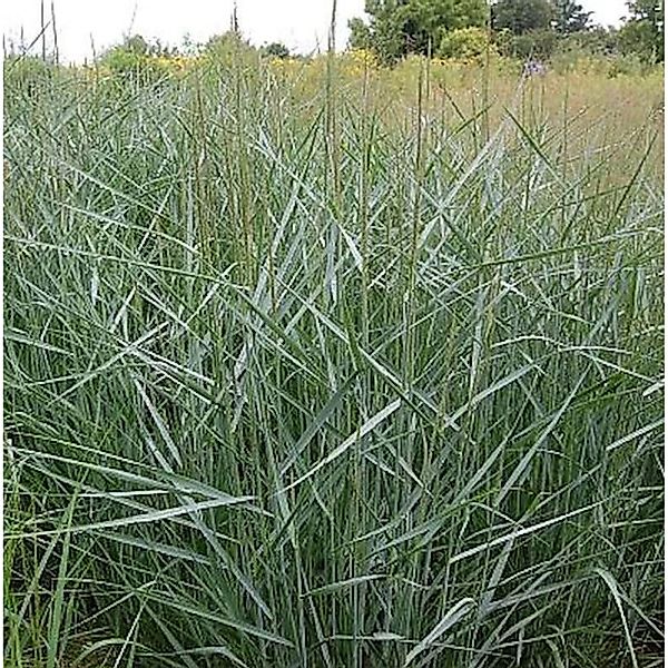 Rutenhirse Prairie Sky - großer Topf - Panicum virgatum günstig online kaufen